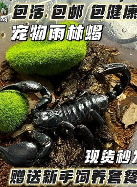 亚洲雨林蝎无毒蝎子宠物活物帝王红爪超大宠物黑蝎子活体温顺包邮