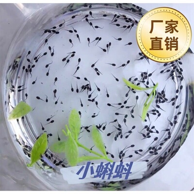 小蝌蚪牛蛙苗儿童水族宠物 青蛙苗实验教材小蝌蚪找妈妈观赏蝌蚪