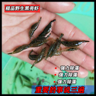 观赏虾宠物虾清洁虾活体虾苗饲料水族箱鱼缸 黑壳虾冷水除藻虾 包邮