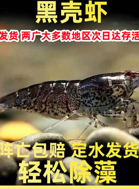 淡水黑壳虾除藻虾特大黑壳虾大号广西黑壳虾广东活体黑壳虾工具虾