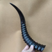 外蒙角羚羊优质山羊角丝羊角山羊黑角真角入整根羊角创意送礼摆件