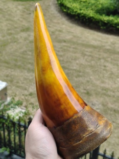 披毛犀高端原角黄角摆件竹丝纹鱼籽纹清晰可见收藏牛角送礼非犀