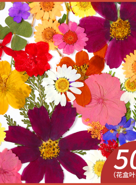 DIY押花混合干花树叶包亲子手工滴胶干花材料包压花标本真花植物