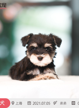 纯种雪纳瑞幼犬活体宠物狗狗CKU双血统带证包健康050701弟弟