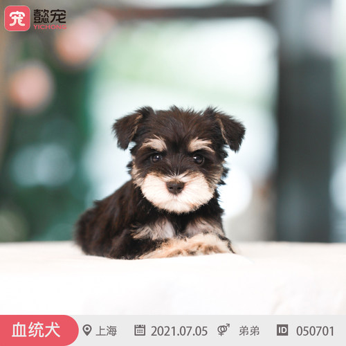 纯种雪纳瑞幼犬活体宠物狗狗CKU双血统带证包健康050701弟弟