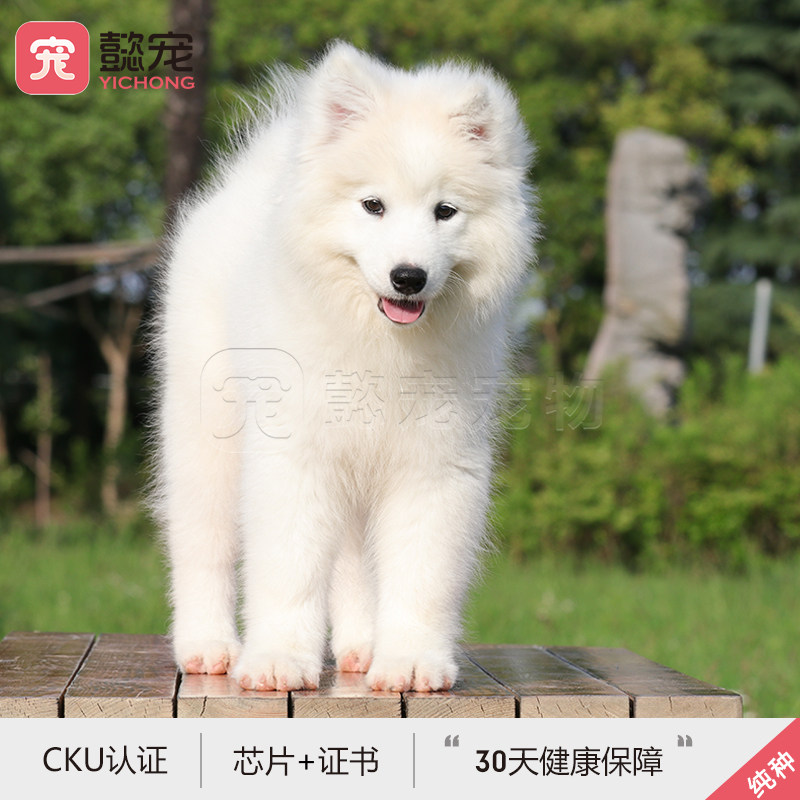 懿宠微笑天使带芯片萨摩耶幼犬