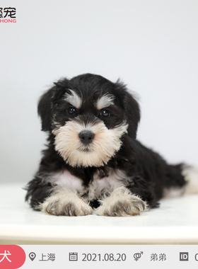 纯种雪纳瑞幼犬活体宠物狗狗CKU双血统带证包健康052801弟弟