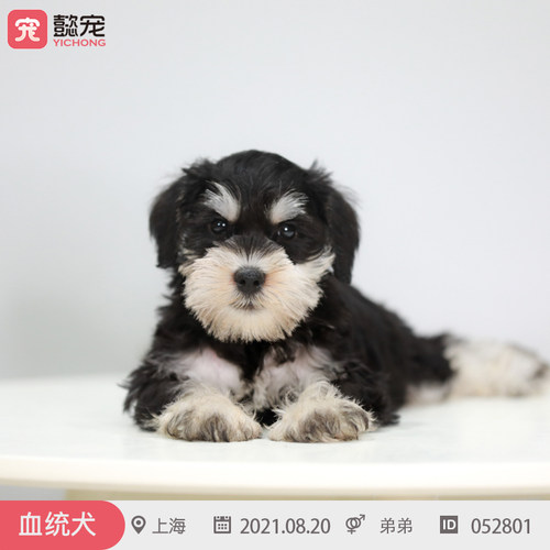 纯种活体双血统雪纳瑞幼犬