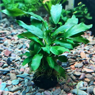 瓦里斯水草阴性草自带营养底座好养净化水质鱼缸造景新手懒人好养