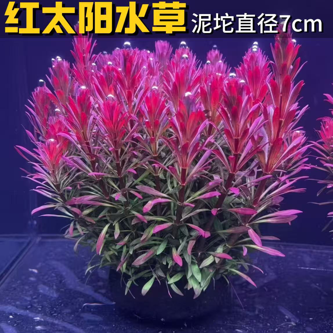 红太阳水草自带底座7cm易养
