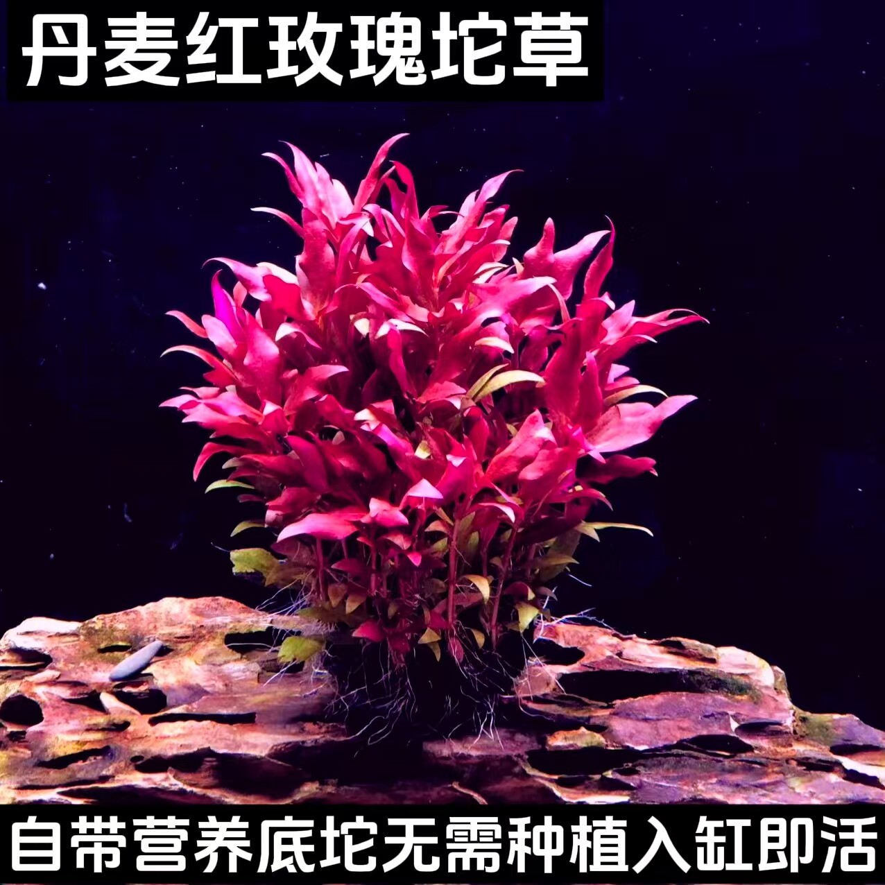 新手懒人水草好养净水