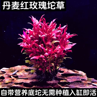 丹麦红玫瑰坨草水草中后景水草适合懒人鱼缸造景活体淡水水草