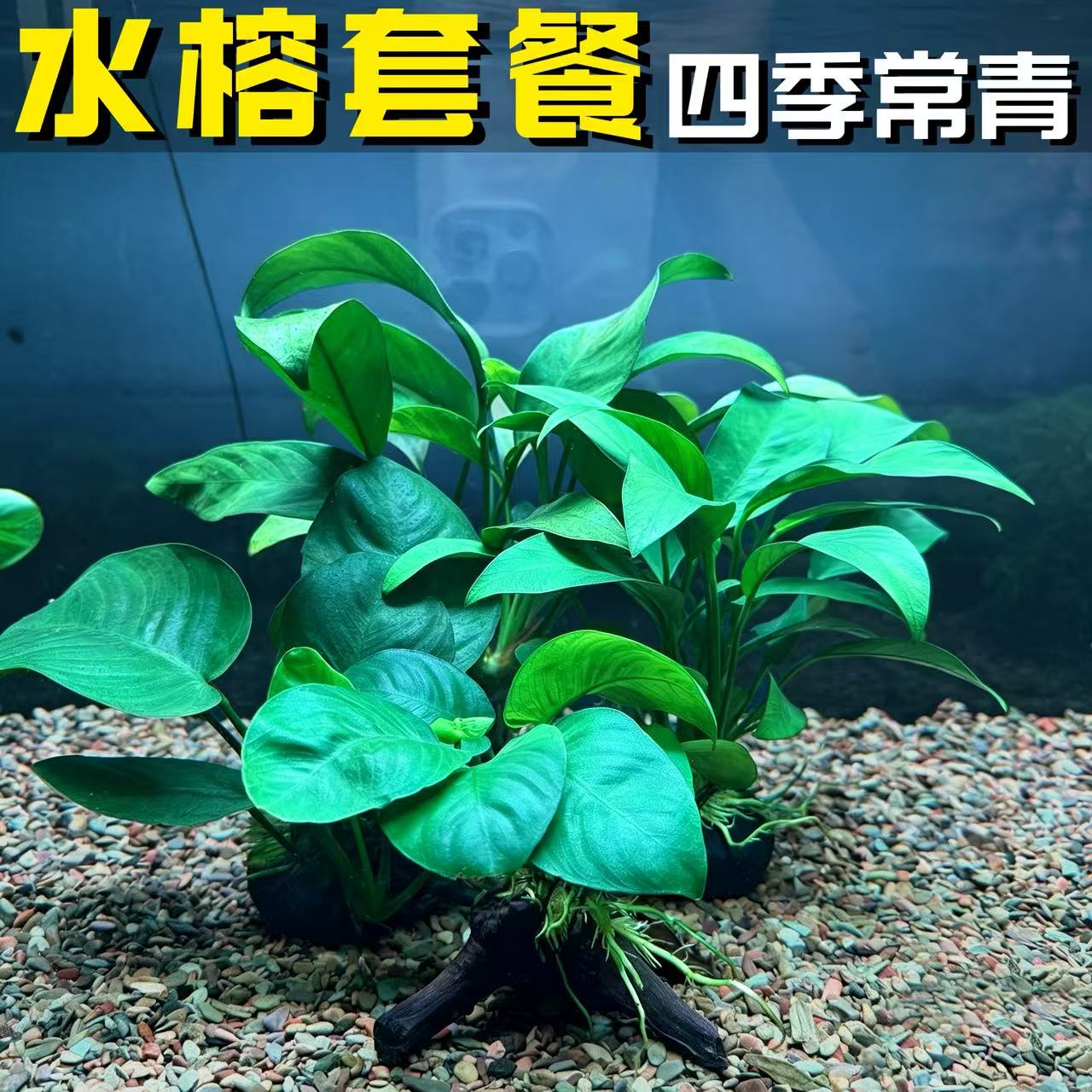 水榕水草套餐入缸成景净水增氧