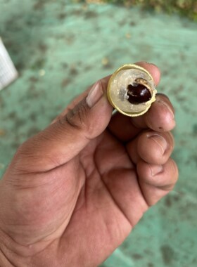云南高山老树新鲜桂圆 龙眼EMS速发坏果包赔（云南中通包邮）