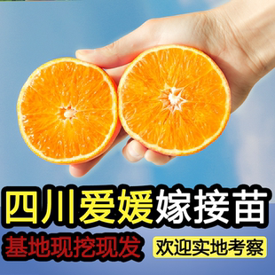 正宗四川爱媛38号果冻橙柑橘树苗嫁接苗盆栽桔子南方果树种植大全