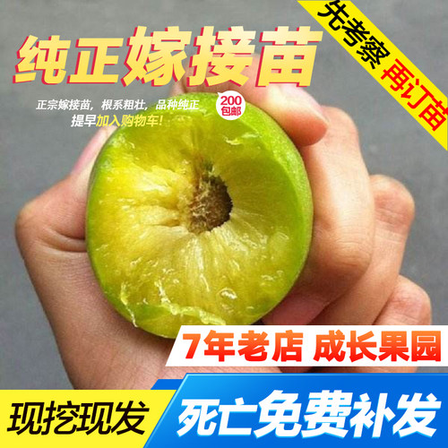 【正宗原产地】四川脱骨李子树苗