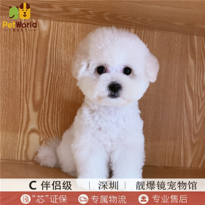 宠爱天下 靓爆镜宠物馆 卷毛比熊幼犬纯种比熊犬活体标准体白色狗