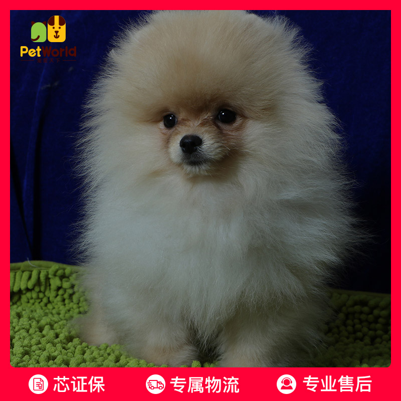宠爱天下 多多名宠纯种宠物狗博美 博美活体幼犬哈多利球形博美