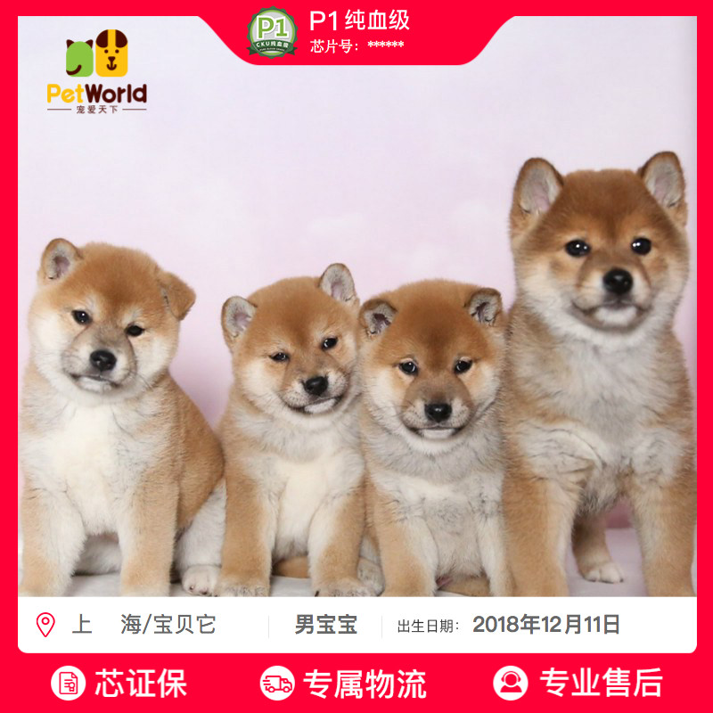 宠爱天下宝贝它 柴犬幼犬纯种活体小黑白柴犬宠物狗狗活体 送保险