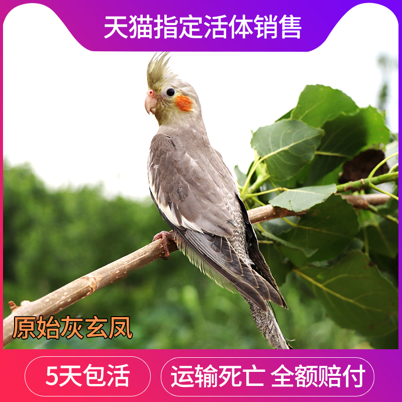 玄凤鹦鹉活物中大型鹦鹉活体幼鸟灰色玄凤宠物鸟会说话的鹦鹉054在类目 宠物/宠物食品及用品, 鸟类及用品, 鸟中 - 来自Buy2taobao.com提供专业的淘宝代购服务
