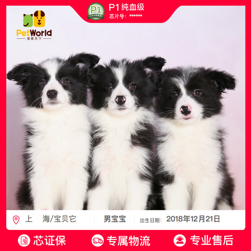 宠爱天下宝贝它 陨石边牧幼犬纯种活体边境牧羊犬幼犬纯种 送保险