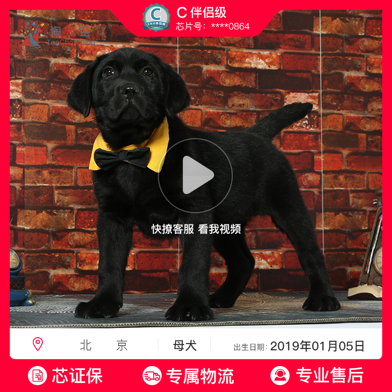 宠爱天下 多多名宠 拉布拉多寻回猎犬活体 纯种拉布拉多幼犬活体
