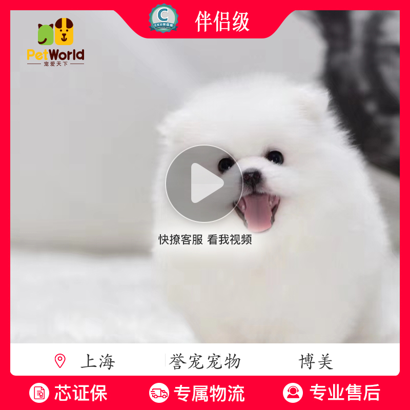 宠爱天下 CKU誉宠 萌犬堂 纯种犬 宠物狗狗 活体 白博美幼犬 公母