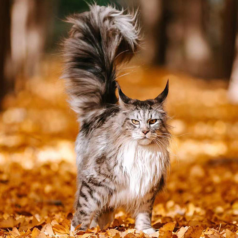 缅因猫幼猫纯种巨型缅因库恩猫赛级灰银虎缅甸猫活体宠物猫咪活物
