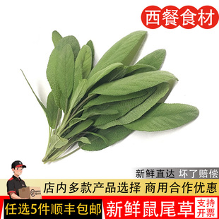 新鲜鼠尾草100g 南丹参Sage 西餐食材 新鲜香草香料鼠尾草叶子