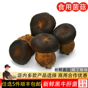 新鲜黑牛肝菌500g云南特产煲汤炒菜火锅食材食用菌菇牛肝菌