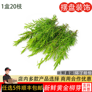 新鲜黄金柳芽烘焙蛋糕装饰黄松柳牙酒店西餐日料刺身摆盘花草香松