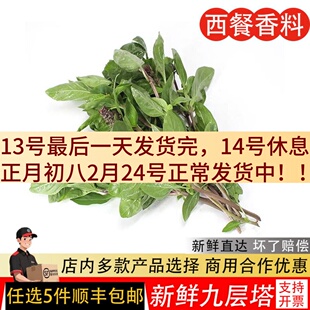 九层塔新鲜食用泰国金不换三杯鸡冬阴功食材新鲜蔬菜鱼香草非罗勒