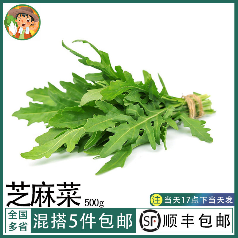 芝麻菜新鲜生菜500g芝麻叶火箭菜即食西餐蔬菜生菜沙拉轻食色拉菜