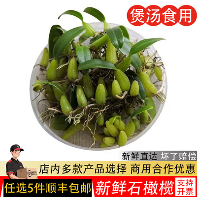 新鲜石橄榄双叶单叶中小果石莲