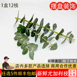 饰西餐冷艺摆盘 新鲜尤加利12枝尤加利叶枝酒店花草烘培点缀蛋糕装