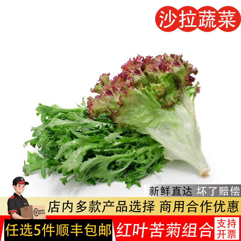 新鲜红叶生菜苦菊细叶健身即食