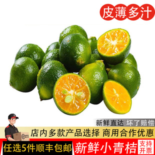 海南青金桔新鲜小青桔500g小金桔椰子鸡配料奶茶店用小柠檬橘子