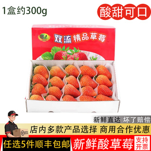 新鲜四季草莓烘培蛋糕双流冬鲜草莓水果孕妇装饰摆盘现摘现发300g