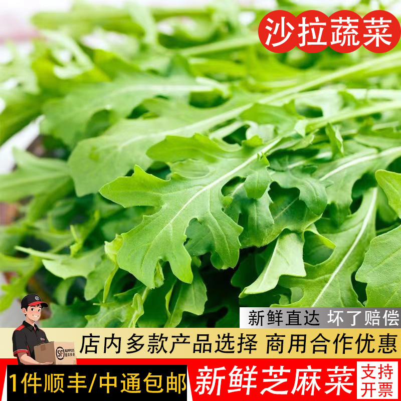 芝麻菜新鲜芝麻叶沙拉蔬菜食材