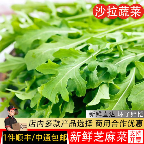 芝麻菜新鲜芝麻叶沙拉蔬菜食材