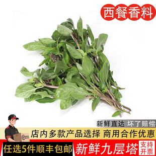 九层塔新鲜食用泰国金不换三杯鸡冬阴功食材新鲜蔬菜鱼香草非罗勒