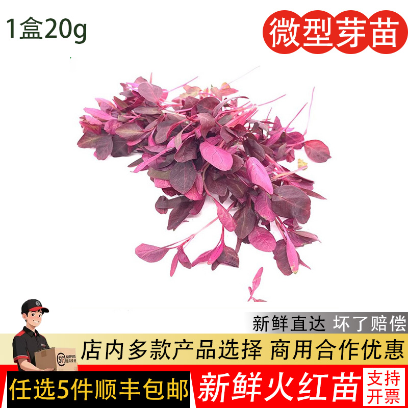 火红苗新鲜芽苗菜斯卡纳苗食用