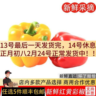 新鲜圆椒五彩椒柿子椒灯笼椒太空椒红椒黄绿椒水果椒红黄彩椒500g