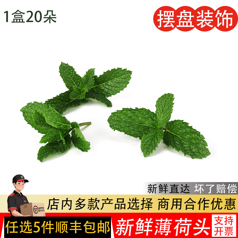 薄荷叶新鲜食用水果茶蛋糕点缀饰