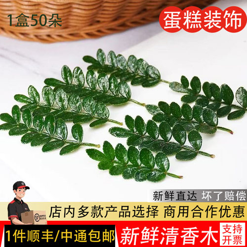 清香木蛋糕装饰用叶子新鲜西餐烘培装饰摆盘点缀花草青香木胡椒木