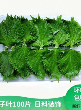 新鲜刺身摆盘装饰苏子叶紫苏叶
