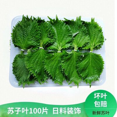 新鲜刺身摆盘装饰苏子叶紫苏叶