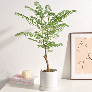 独杆老桩蓝花楹盆栽办公室内客厅电视柜绿植桌面好养活北欧简约风