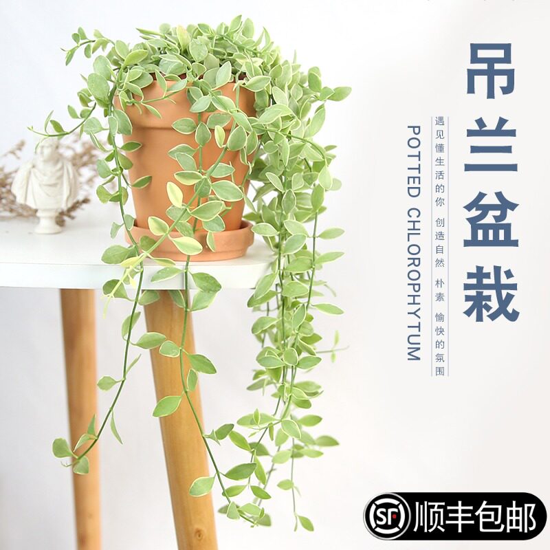 金边翡翠恋吊兰盆栽植物室内桌面好养悬挂垂吊爬藤网