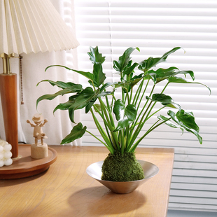 小天使苔藓球绿植水培室内办公室桌面好养活春羽四季常青网红植物